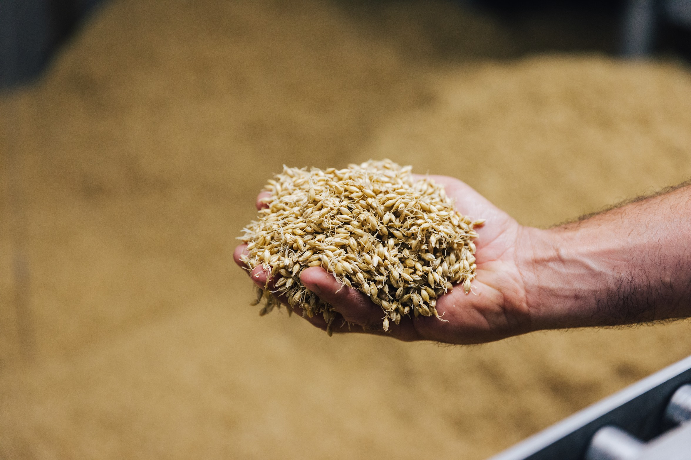 Malted barley in hand